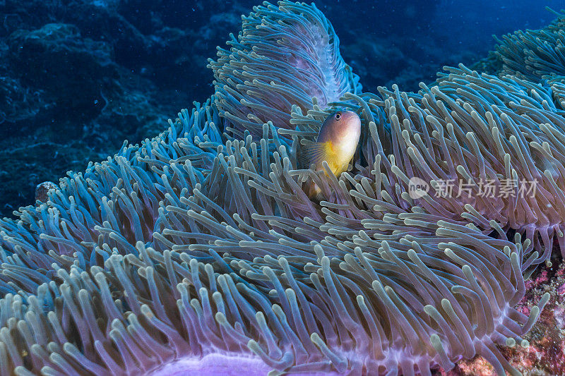 海底臭鼬海葵鱼(Amphiprion ephippium)华丽海葵珊瑚中的小丑鱼